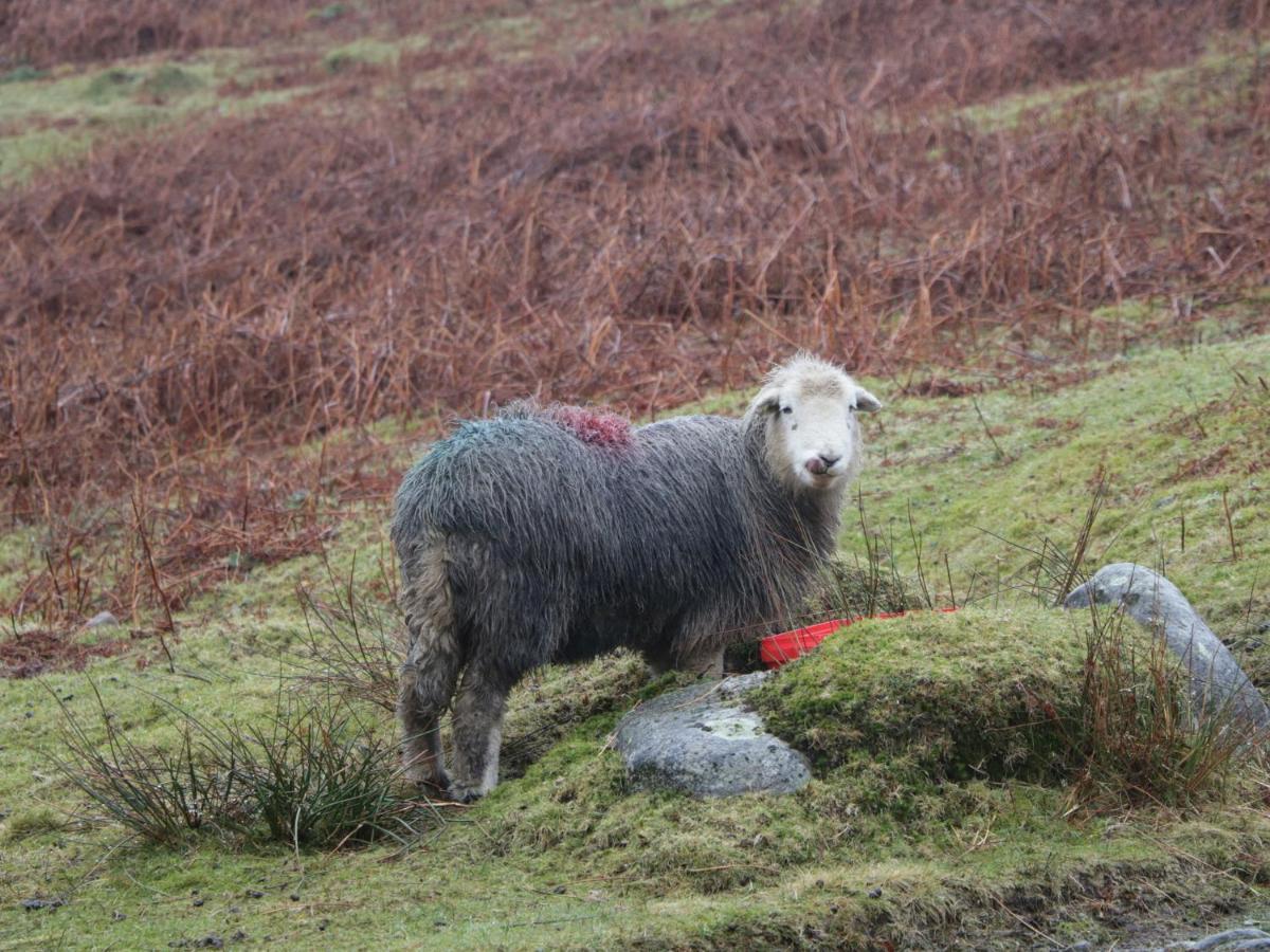 Dalesway Cottage วินเดอร์เมียร์ ภายนอก รูปภาพ